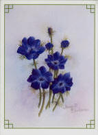 blue anemonies greetings card