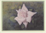 white rose greetings card