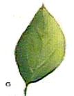 finishing the leaf