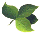 three basic leaves