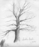 pencil sketch of a beech tree