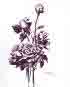 ink rose
