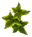 permanent pigment ink ivy leaves