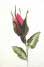 pink bud