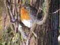 robin
