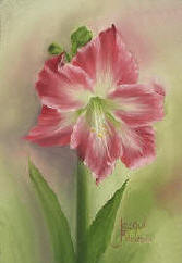 Amaryllis flower painted wet-on-wet