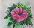 hibscus flower painting in oils