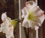 Amaryllis flowers living well