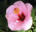 hibscus flower