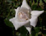 white rose growing in situ