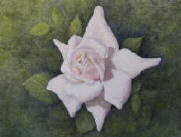 white rose flower painted wet-on-wet in oils